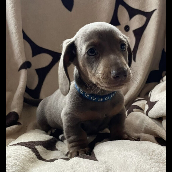 Dachshund (Smooth Haired) - Both