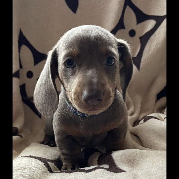 Dachshund (Smooth Haired) - Both