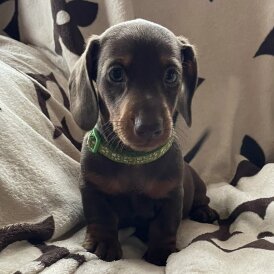Dachshund (Smooth Haired) - Both