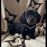 Dachshund (Smooth Haired) - Both