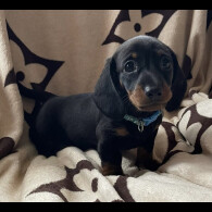 Dachshund (Smooth Haired) - Both