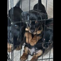 Dachshund (Smooth Haired)