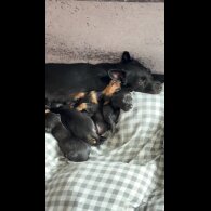 Dachshund (Smooth Haired)