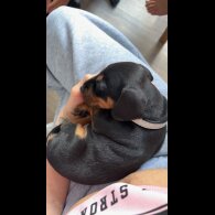 Dachshund (Smooth Haired)