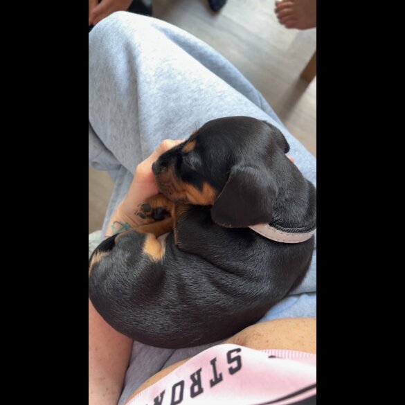 Dachshund (Smooth Haired)