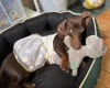 Dachshund (Miniature Smooth Haired)