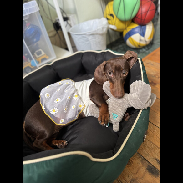 Dachshund (Miniature Smooth Haired)