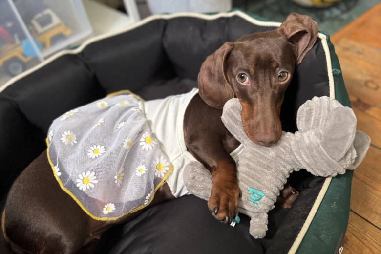 Dachshund (Miniature Smooth Haired)