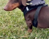 Dachshund (Miniature Smooth Haired)