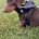 Dachshund (Miniature Smooth Haired)
