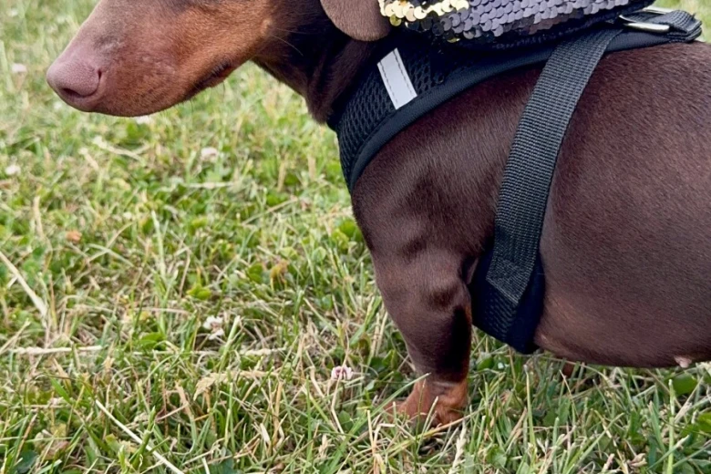 Dachshund (Miniature Smooth Haired)