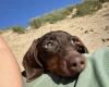 Dachshund (Miniature Smooth Haired)