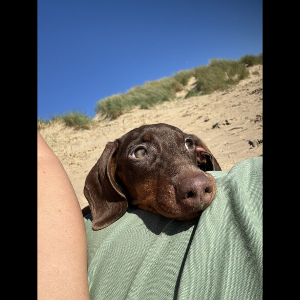 Dachshund (Miniature Smooth Haired)