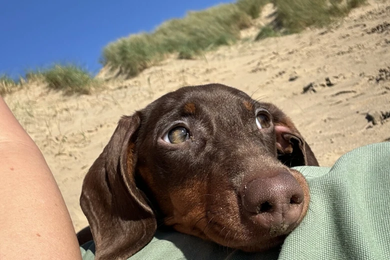 Dachshund (Miniature Smooth Haired)