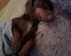 Dachshund (Miniature Smooth Haired)