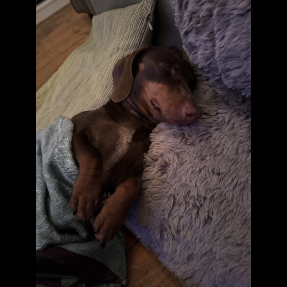 Dachshund (Miniature Smooth Haired)