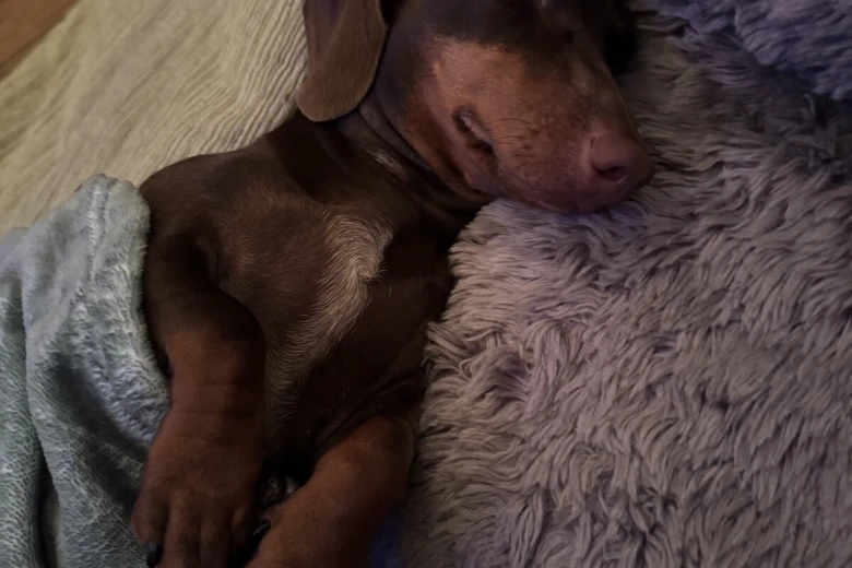 Dachshund (Miniature Smooth Haired)
