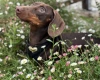 Dachshund (Miniature Smooth Haired)