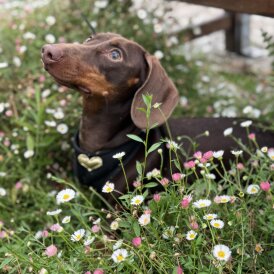 Dachshund (Miniature Smooth Haired)