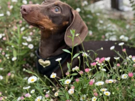 Dachshund (Miniature Smooth Haired)