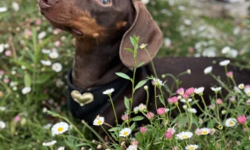 Dachshund (Miniature Smooth Haired)