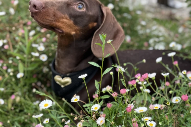 Dachshund (Miniature Smooth Haired)
