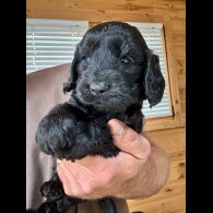 Cockapoo