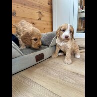 Cockapoo