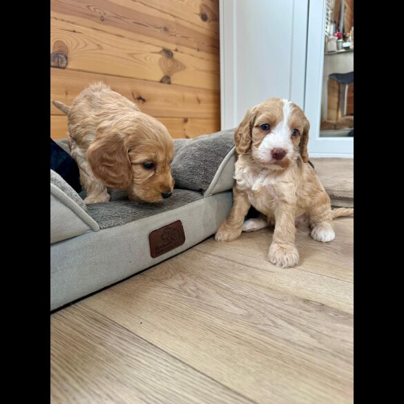Cockapoo