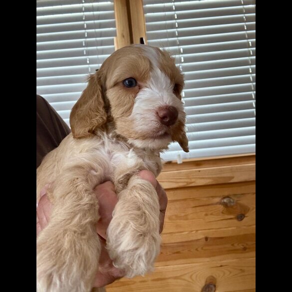 Cockapoo