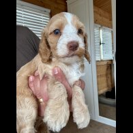 Cockapoo