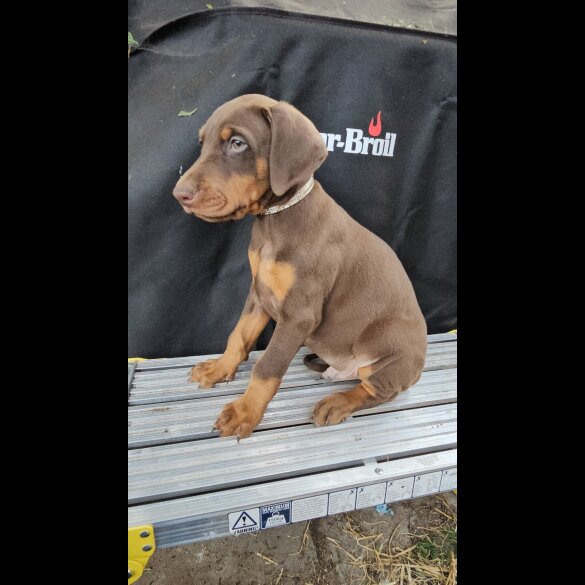 Doberman - Both