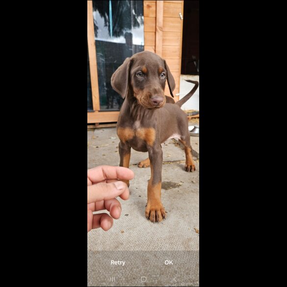 Doberman - Both
