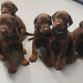 Doberman - Both
