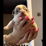English Bulldog