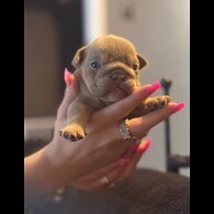 English Bulldog