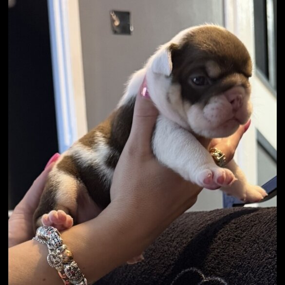 English Bulldog