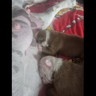 English Bulldog - Bitches