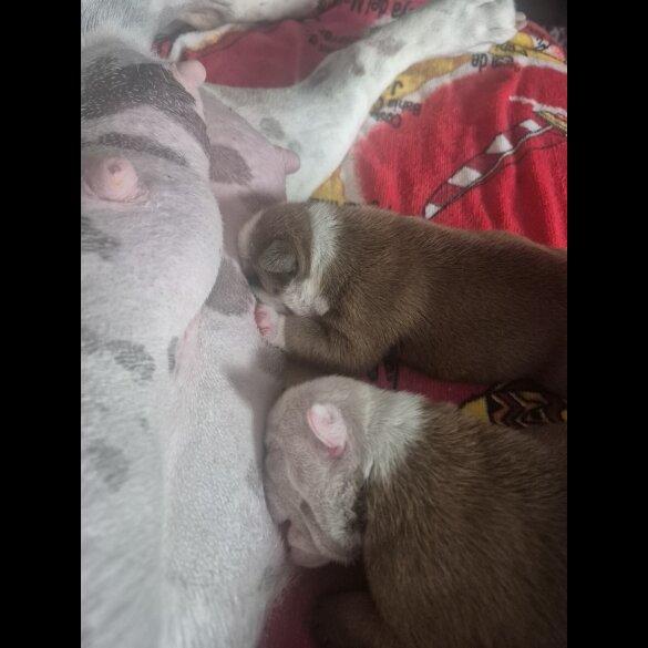 English Bulldog - Bitches