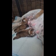 English Bulldog - Bitches