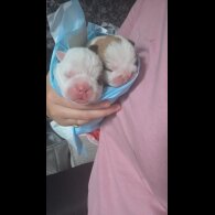 English Bulldog - Bitches