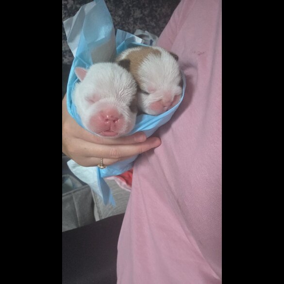 English Bulldog - Bitches