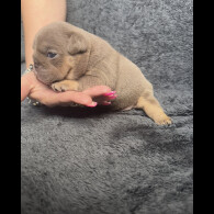 English Bulldog