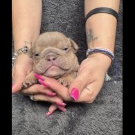English Bulldog