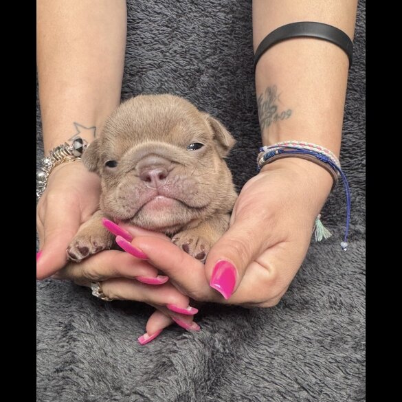 English Bulldog