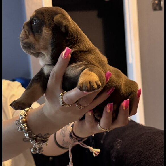 English Bulldog