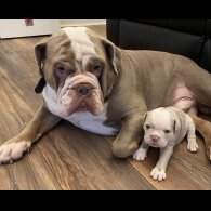 English Bulldog - Both