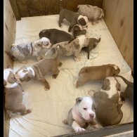 English Bulldog - Both