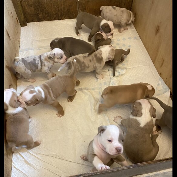 English Bulldog - Both