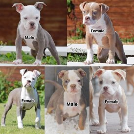English Bulldog - Both